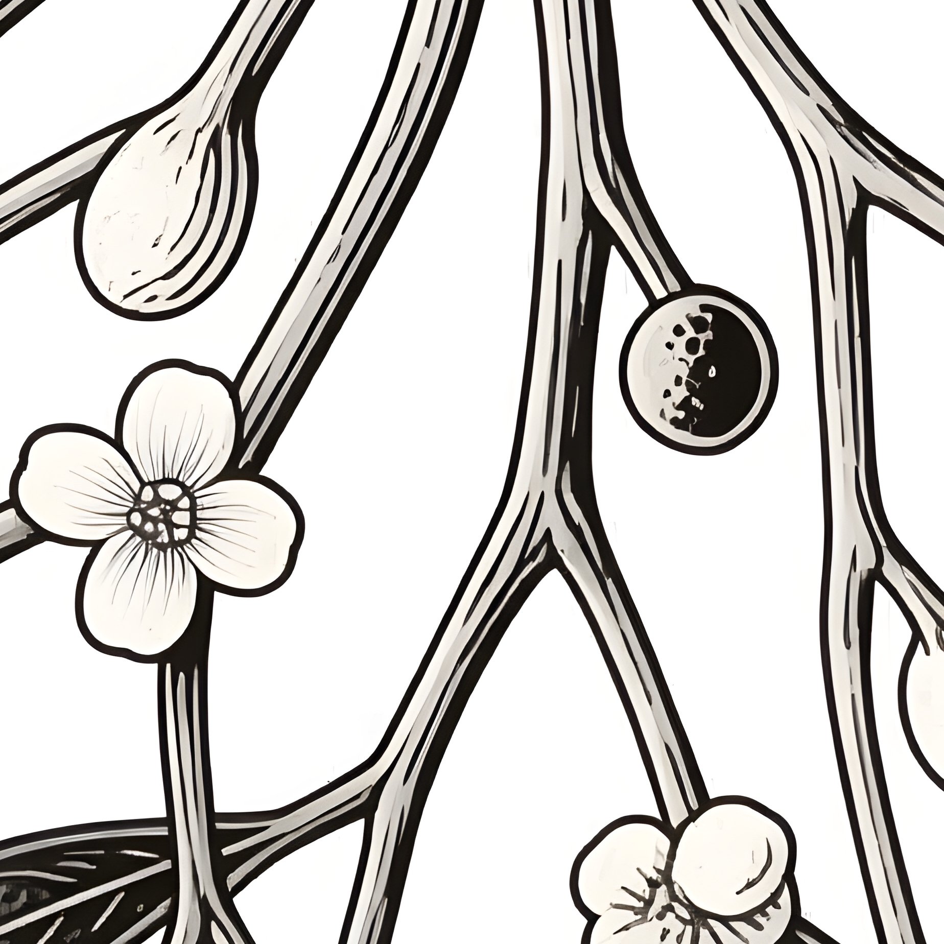 Mistletoe Plant Mistletoe Plant - Full Resolution Quality Preview