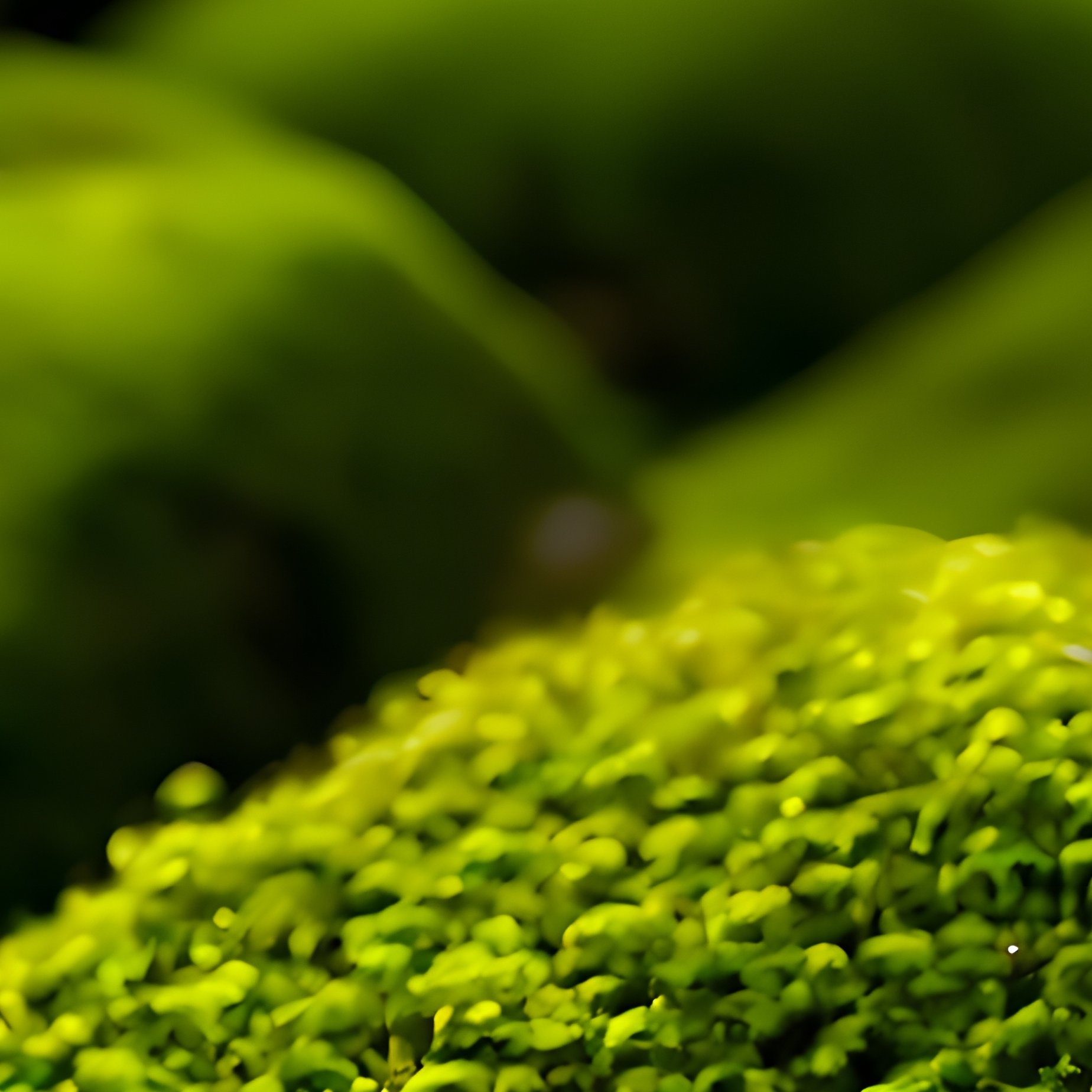 Moss Covered Rocks Nature Moss - Full Resolution Quality Preview