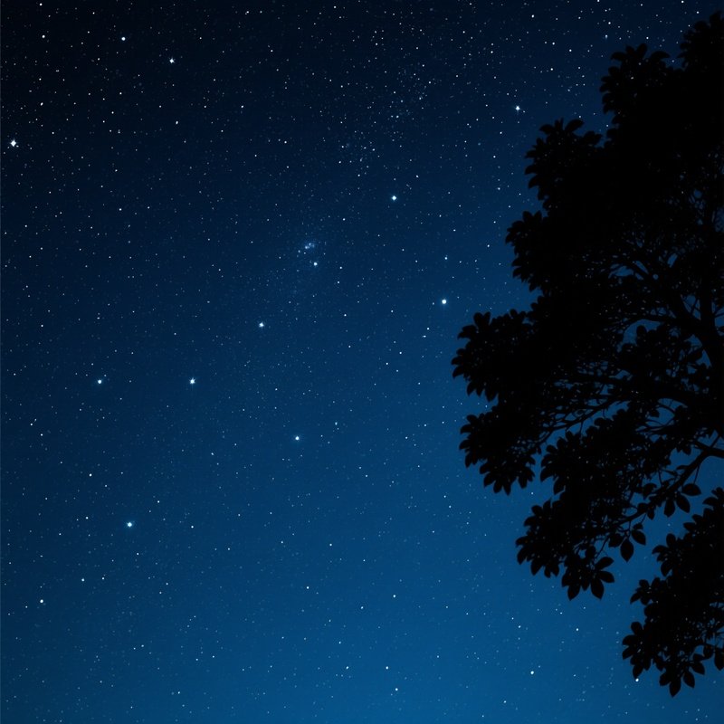 Night Sky Filled With Stars And A Portion Of Tree Branches Night