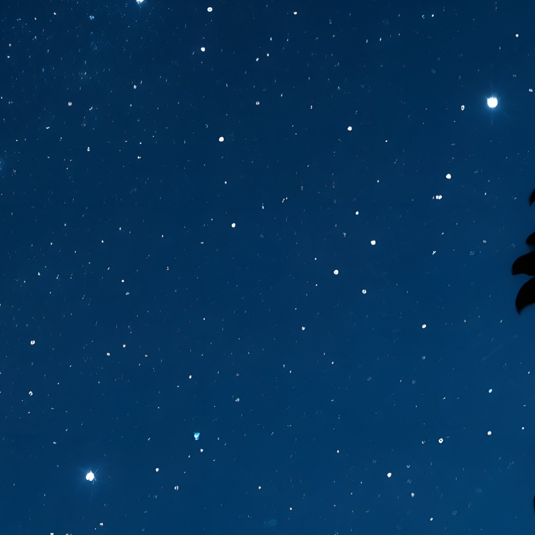 Night Sky Filled With Stars And A Portion Of Tree Branches Night - Full Resolution Quality Preview