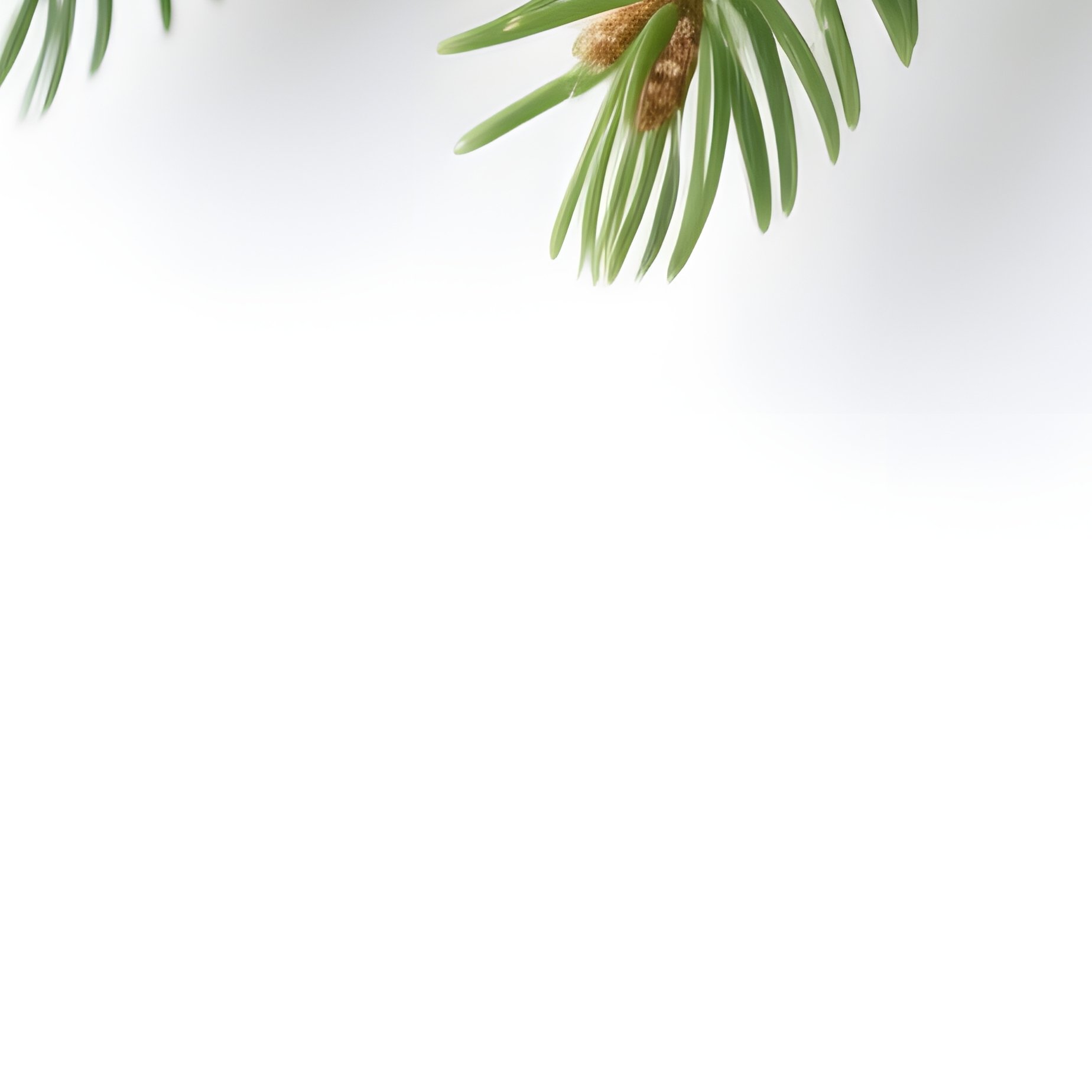Pine Branches Pine Branches - Full Resolution Quality Preview