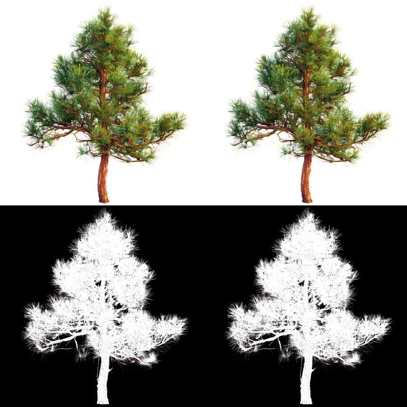 Pine Trees In Various Styles Pine Tree Digital Art