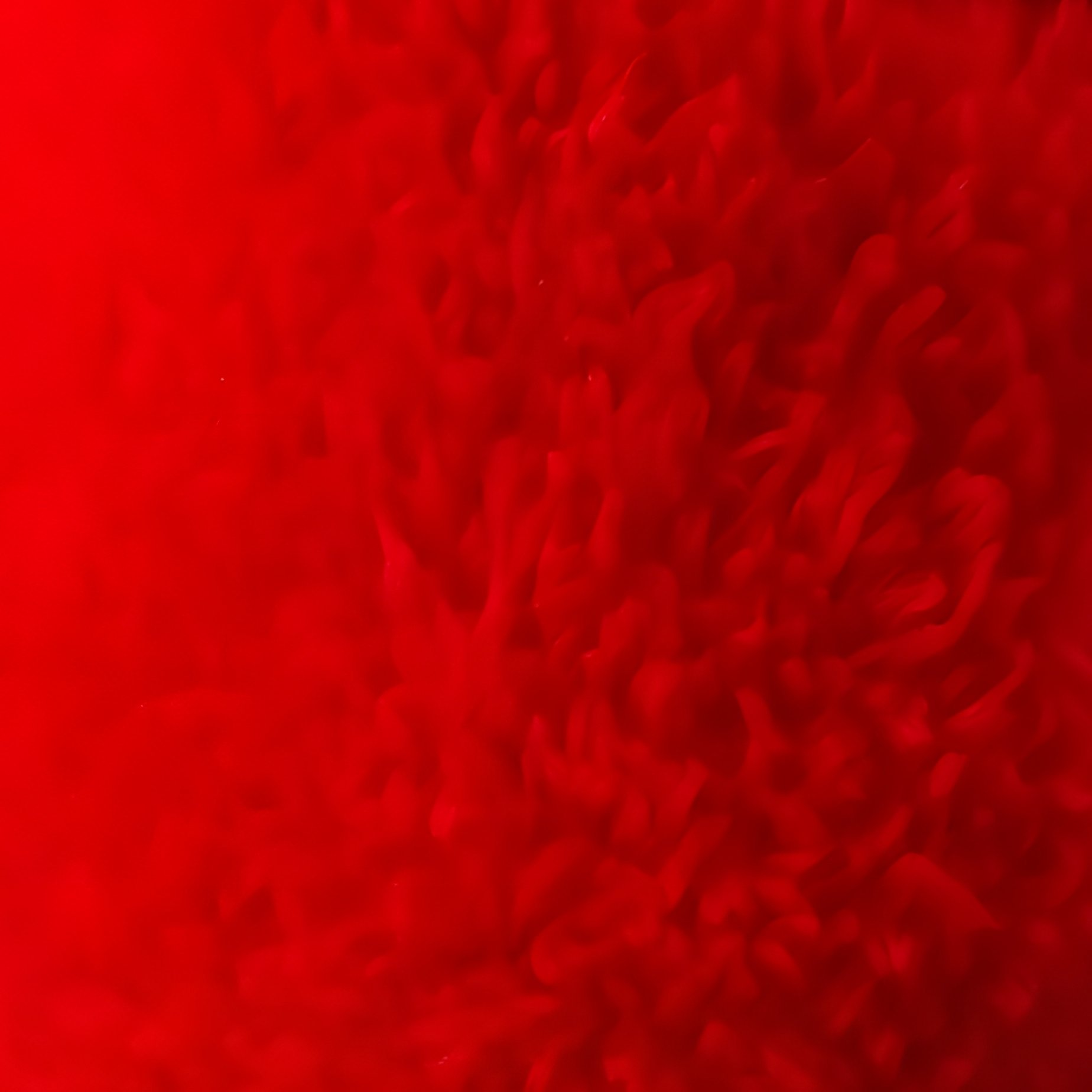 Santa Claus Hat Christmas Holiday - Full Resolution Quality Preview