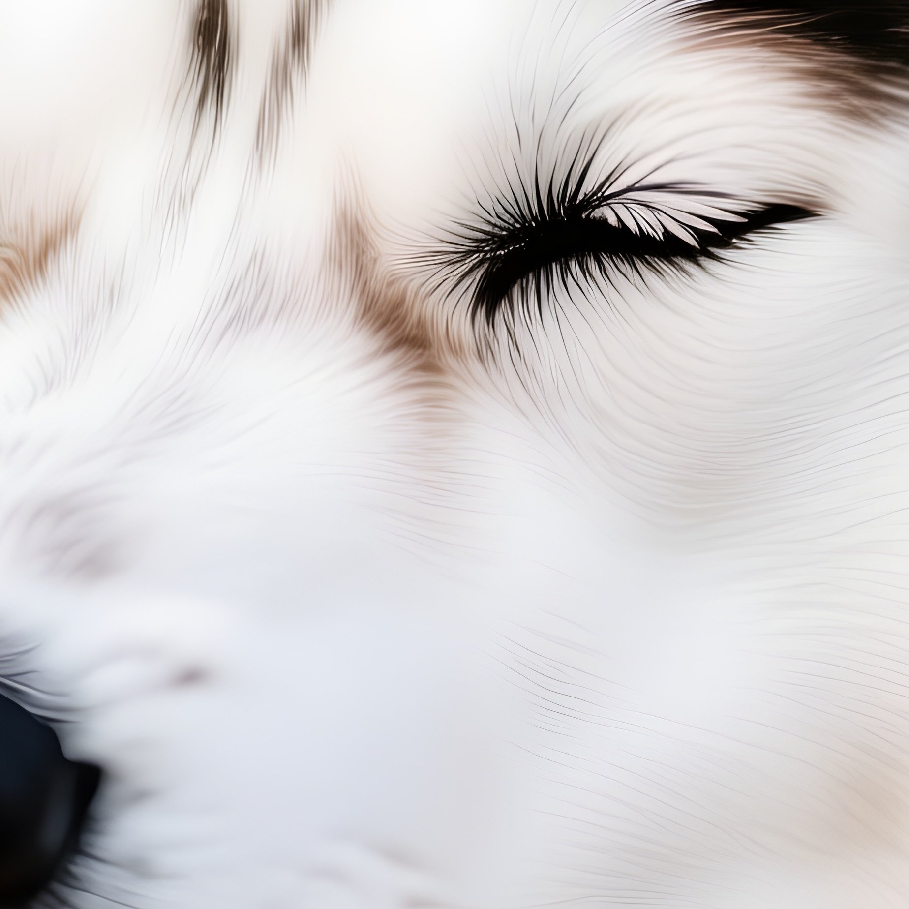 Siberian Husky Dog Resting In Hands - Full Resolution Quality Preview