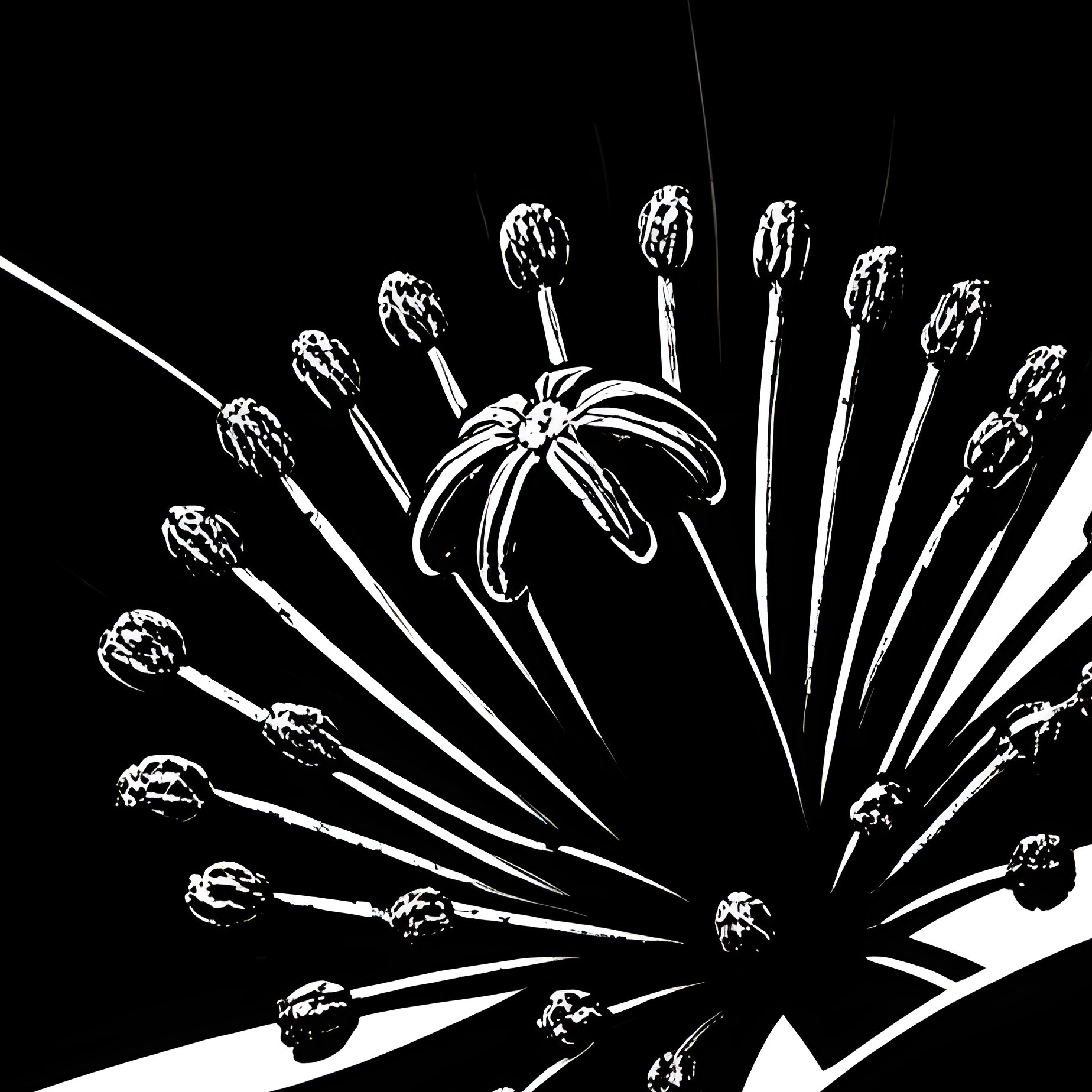 Silhouette Of A Flower Silhouette Flower - Full Resolution Quality Preview