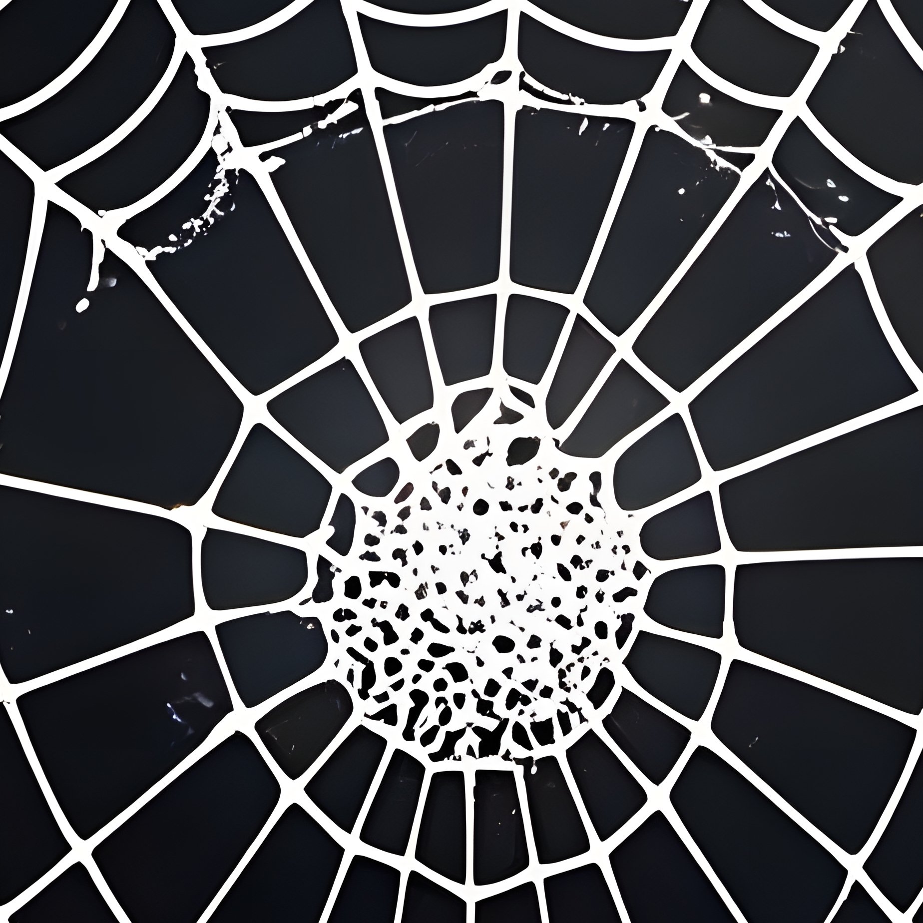 Spider Web Spider Web Darkness - Full Resolution Quality Preview