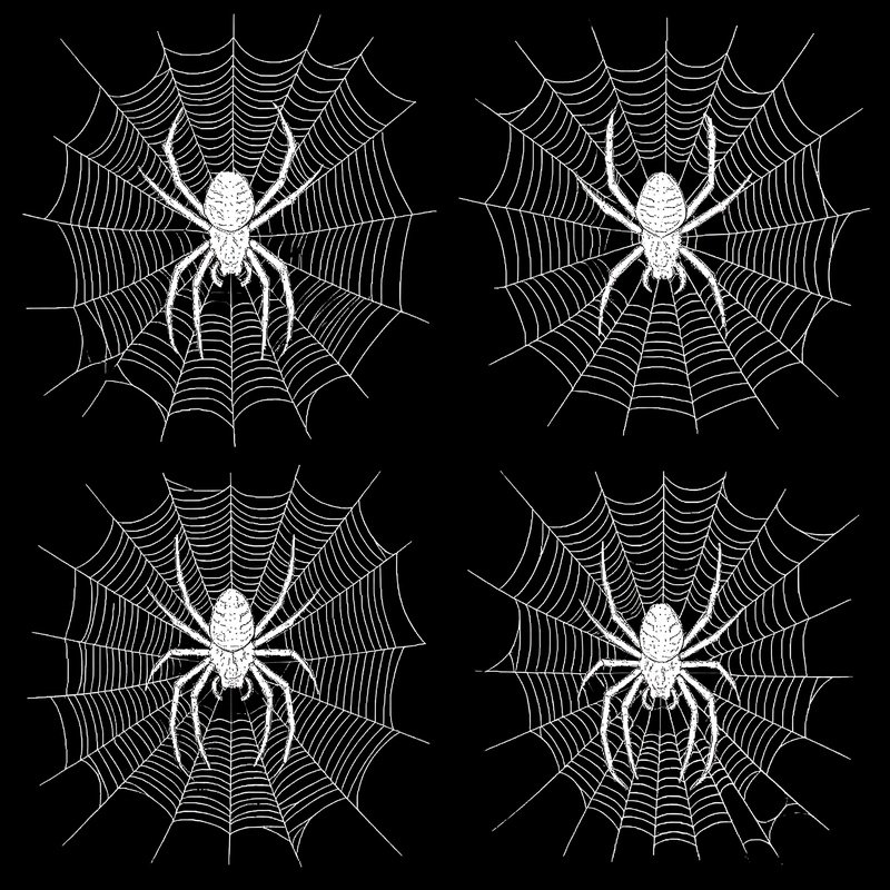 Spiders And Their Webs Spiders Webs