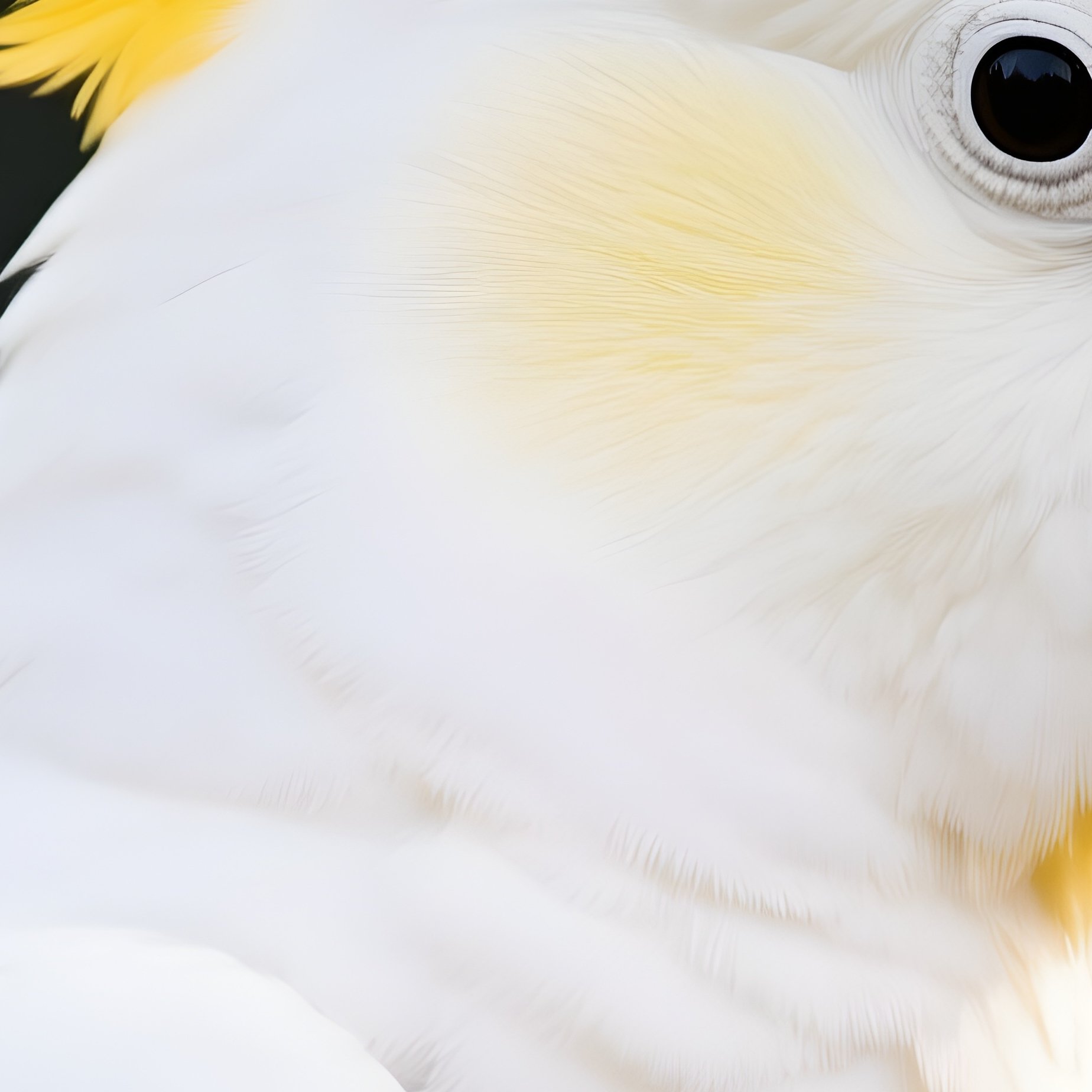 Sulphur Crested Cockatoo Bird Portrait - Full Resolution Quality Preview
