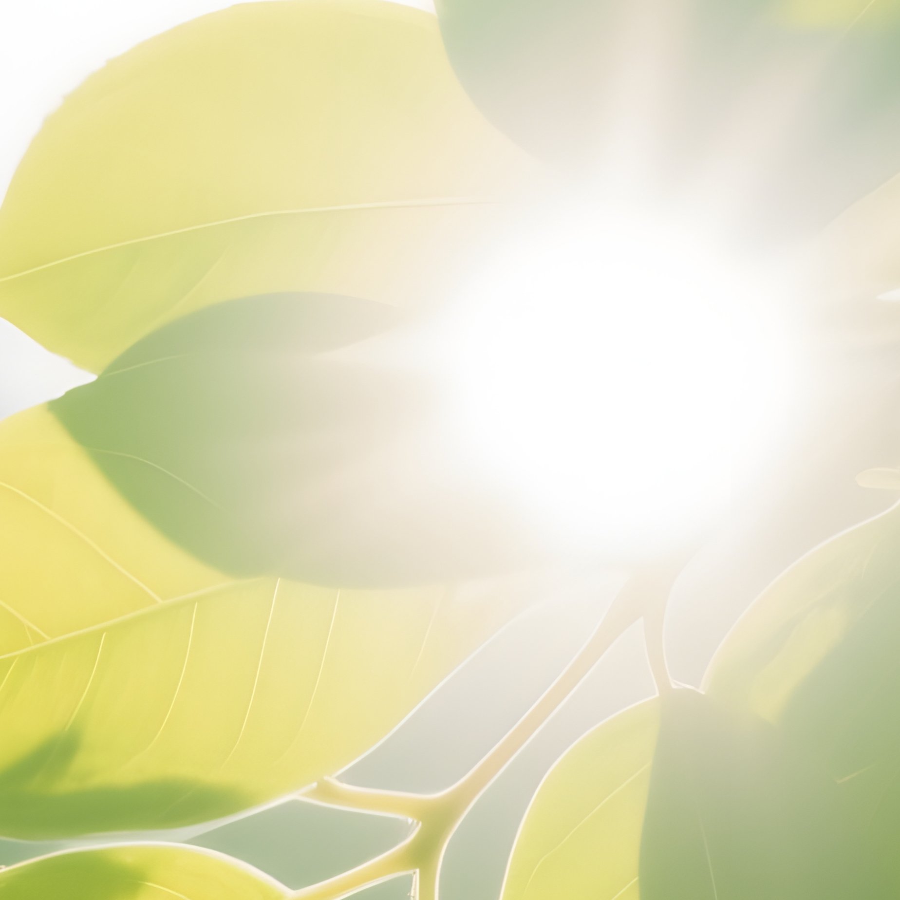 Sunlight Filtering Through Leaves Nature Sunlight - Full Resolution Quality Preview