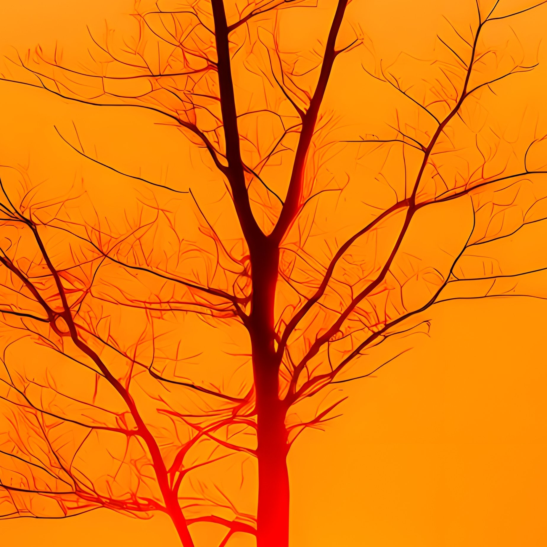 Sunset Behind A Tree Silhouette Sunset Tree - Full Resolution Quality Preview