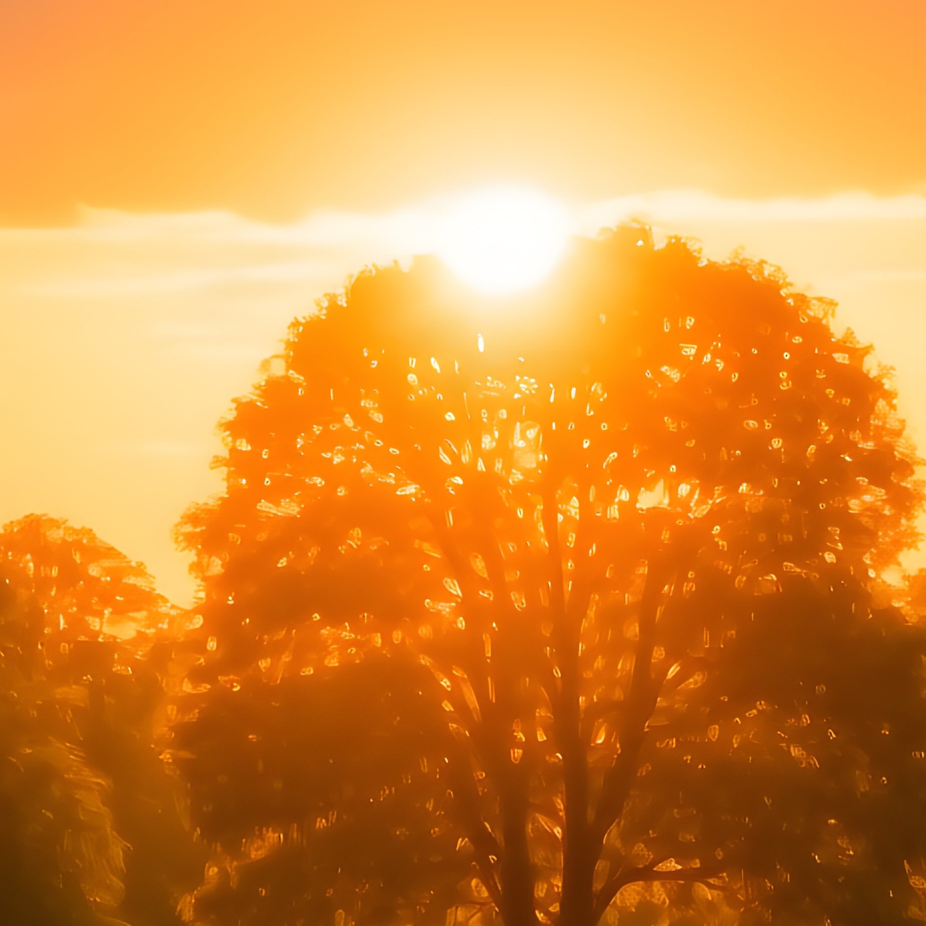 Sunset In A Park Sunset Park - Full Resolution Quality Preview