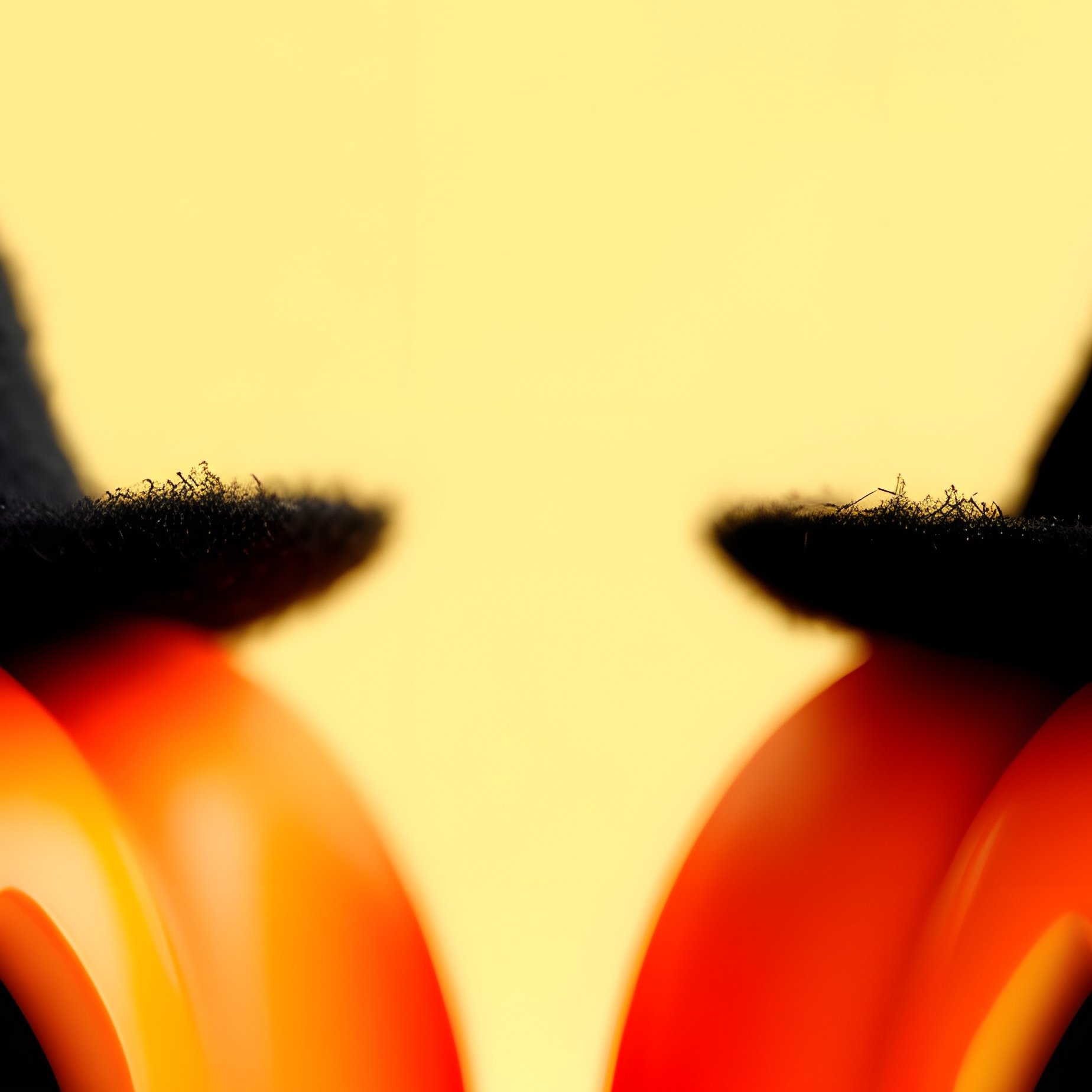 Two Small Pumpkins Wearing Witch Hats Halloween Pumpkin - Full Resolution Quality Preview