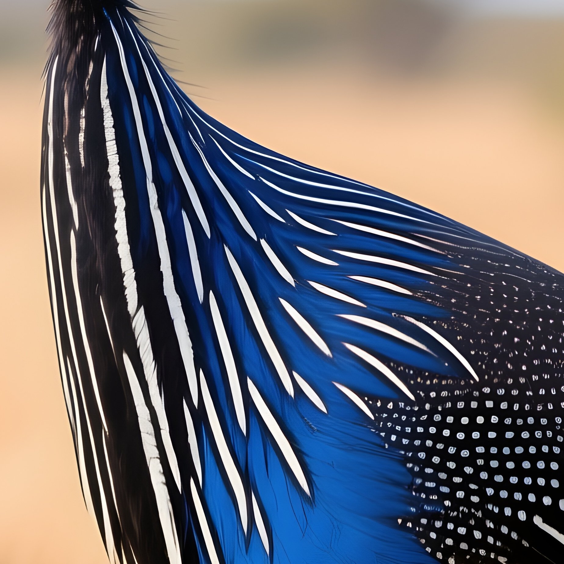 Vulturine Guineafowl Ground Bird - Full Resolution Quality Preview