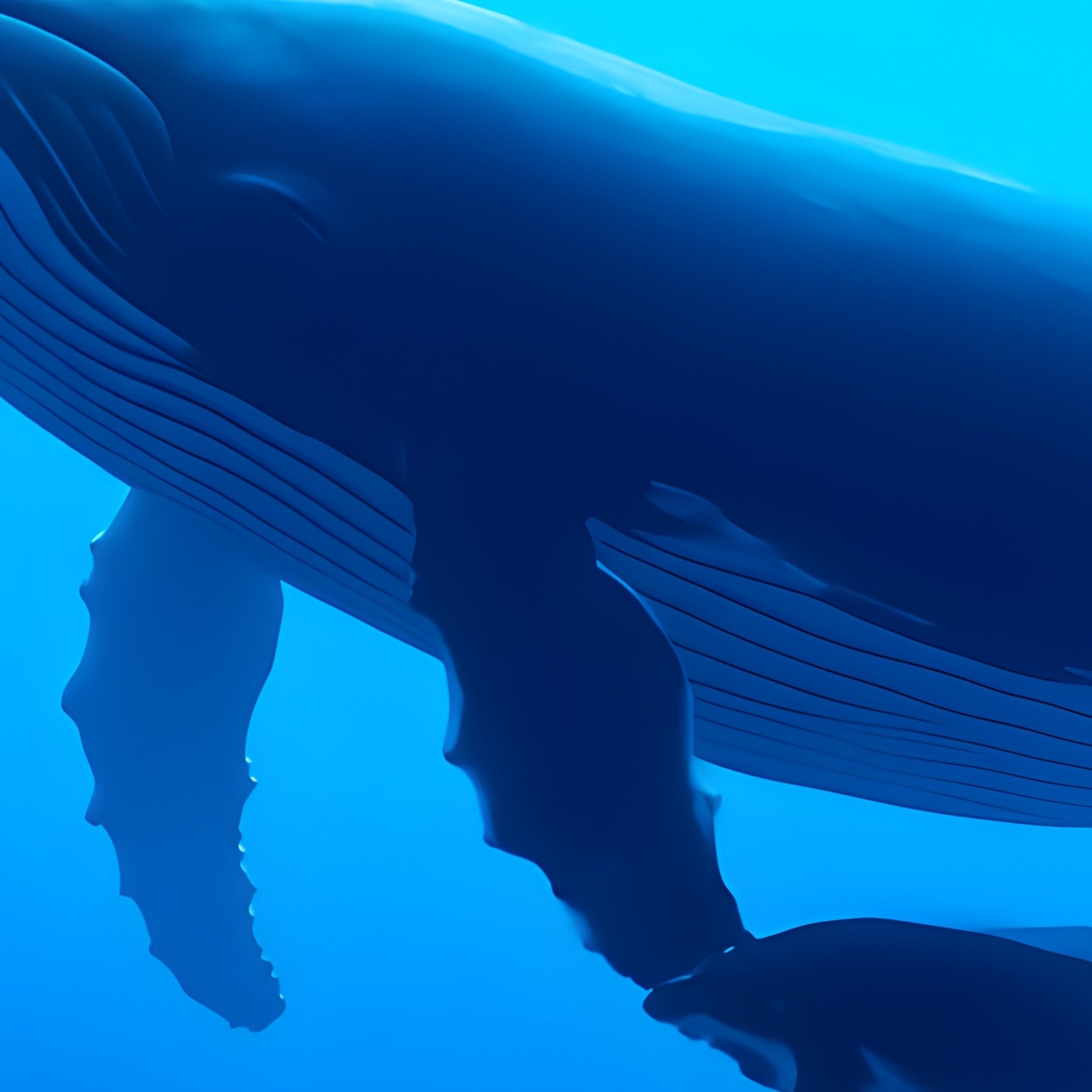 Whale Mother And Calf Underwater - Full Resolution Quality Preview